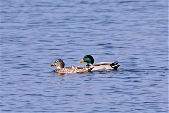 馬立沖にはマガモが５羽